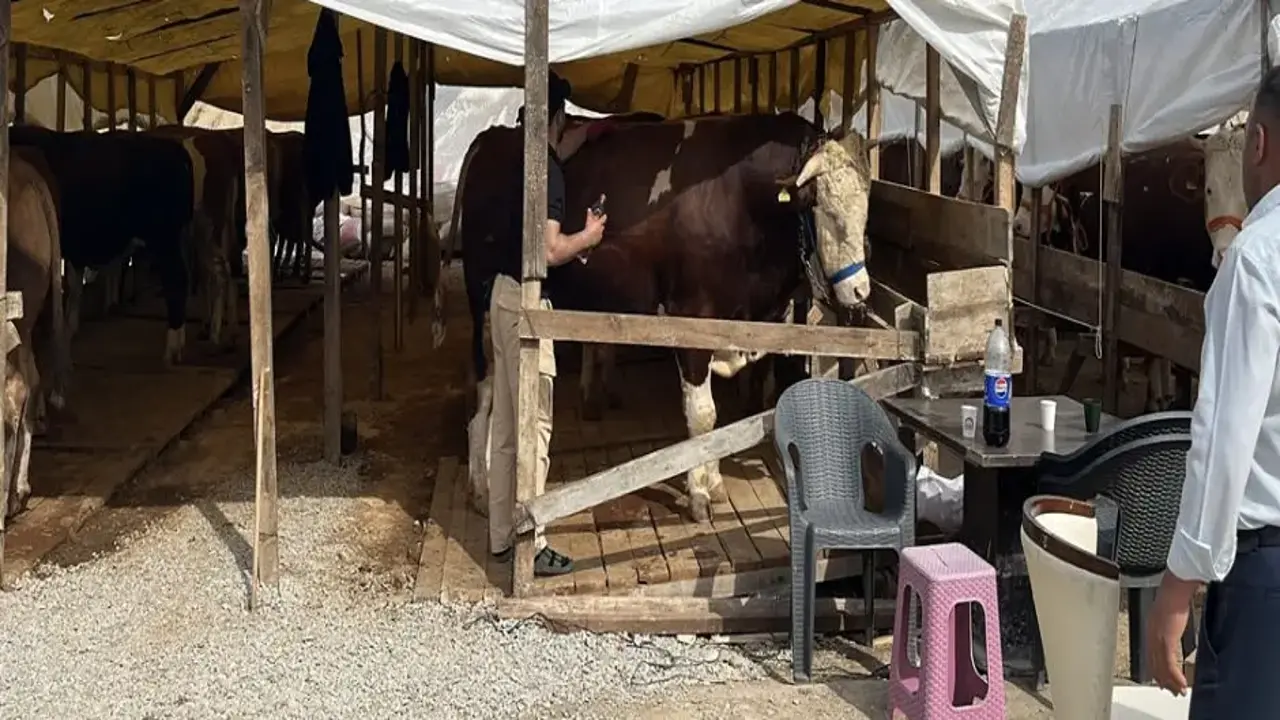 1 tonluk kurbanlık boğa ‘Şampiyon’, 420 bin TL’den satışa çıkarıldı