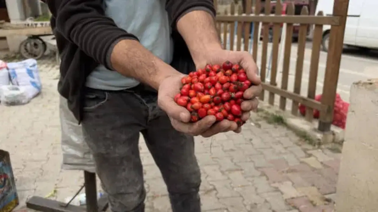 100 TL'den 50 TL'ye düştü! Bolluk fiyatlara yansıdı