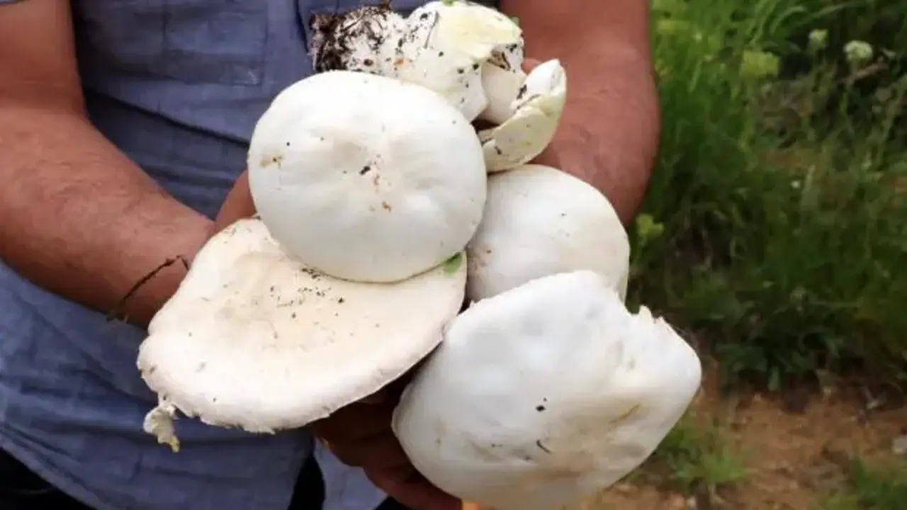 2 bin rakımda yetişen mantar altınla yarışıyor