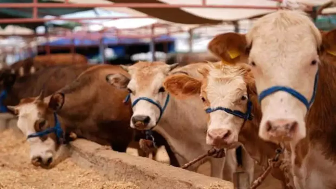 2026 KURBANLIK FİYATLARI: Küçükbaş ve büyükbaş ne kadar?