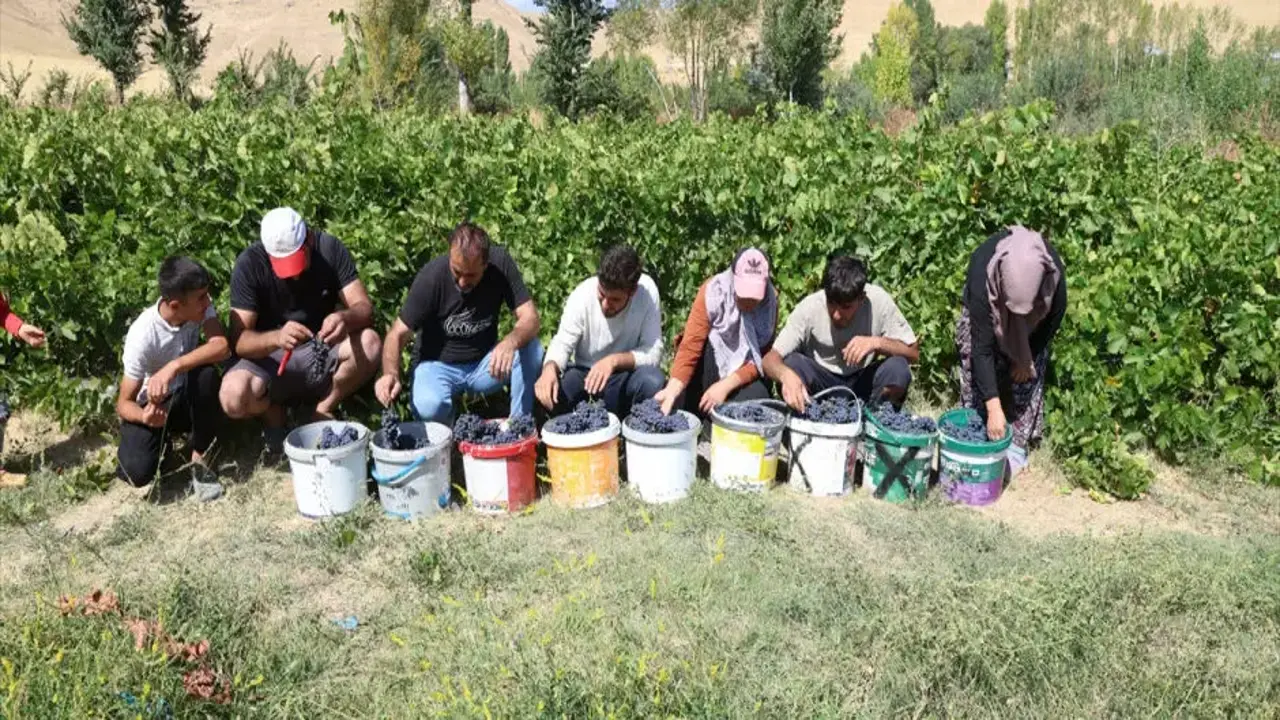 3 bin yıllık mirasta hasat heyecanı! Erciş karasında yüksek rekolte bekleniyor!