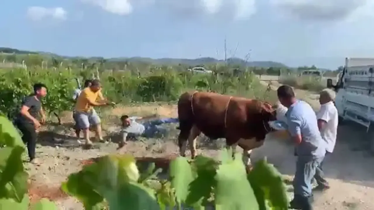 6 kişinin zapt edemediği boğa, tekmeyle bir kişiyi yere serdi