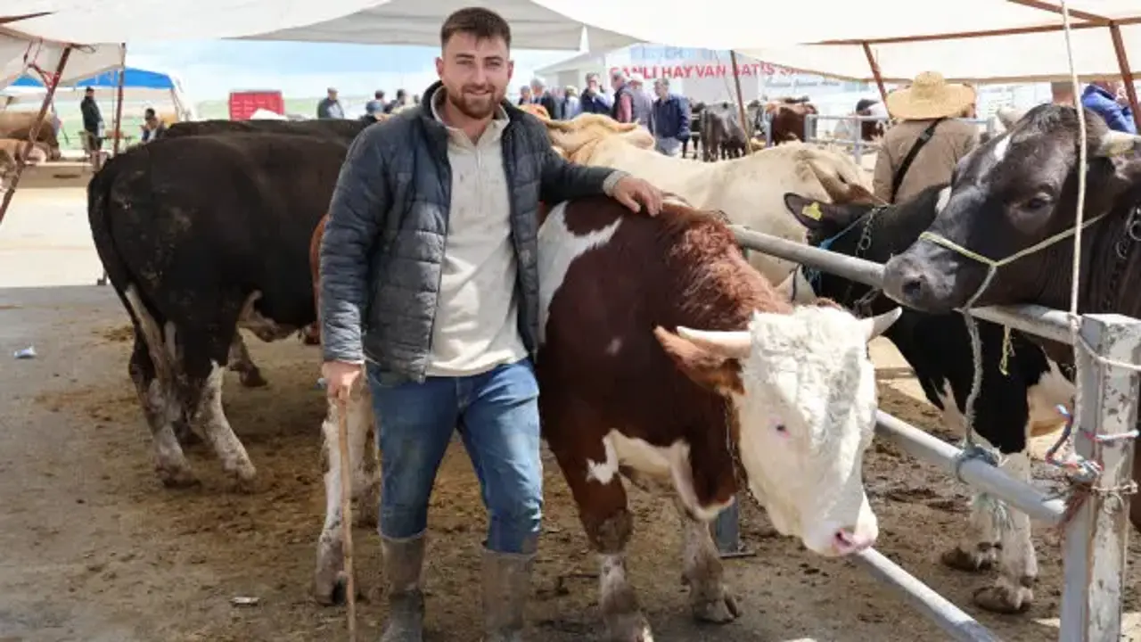 830 kiloluk kurbanlık tosun! Otomobil fiyatına satıldı