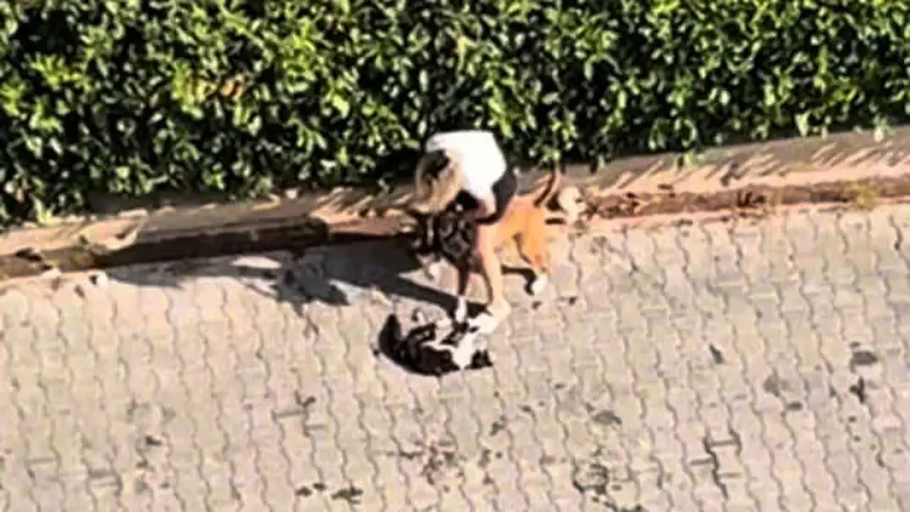 Adana’da dehşet! Pitbull kediyi parçaladı, sahibi “Polisi aramayın” diye yalvardı