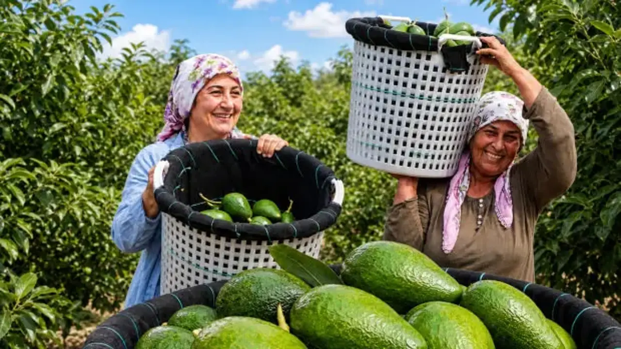 Adana’da hasat başladı: Bir ağaçtan 80 kilo çıkıyor, fiyatı 110 liraya düştü