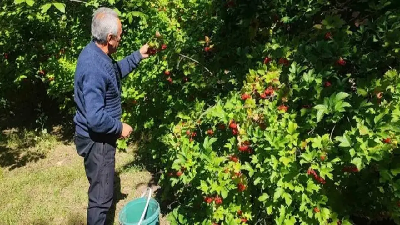 Ağaçtan toplayıp 1000 liraya satıyor! Hasat başladı