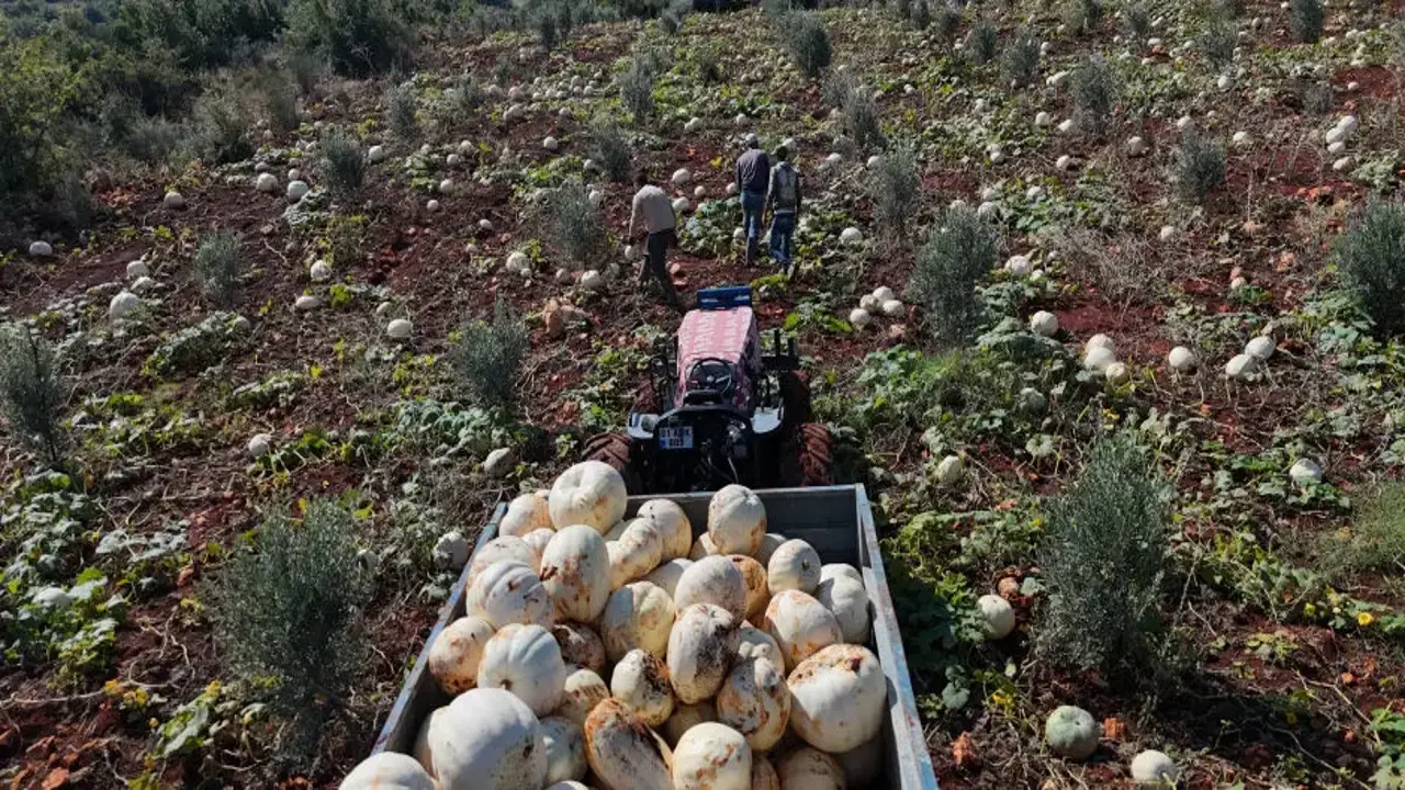 Ağırlığı 30 kiloya ulaşıyor! Bu yıl tarlada bereket var!
