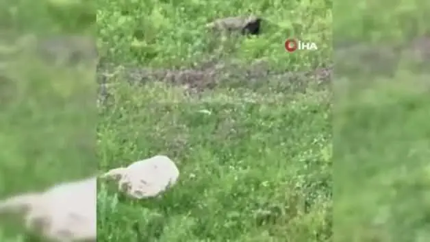 Ağzında avıyla gezen tilki ile vatandaşın güldüren diyaloğu: Tüm komutlara harfiyen uydu