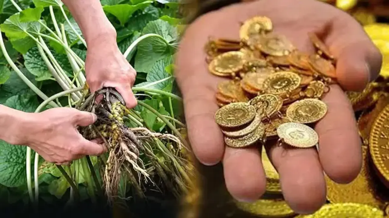 Altını solladı, kilosu 247 bin TL! Dudak uçuklatan fiyatıyla gündem oldu