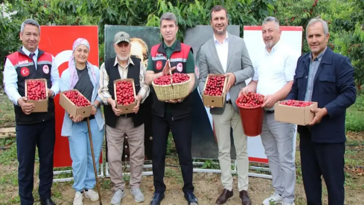 Amasya’da dalları kiraz bastı: Bu yıl 50 bin ton rekolte bekleniyor