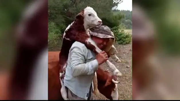 Amasya'da duygulandıran anlar: Yeni doğan buzağıyı sırtında köye taşıdı