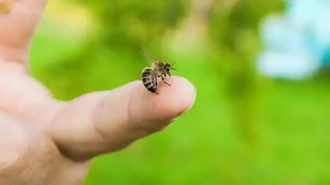 Arı sokması can aldı: Evinin önünde hayatını kaybetti!