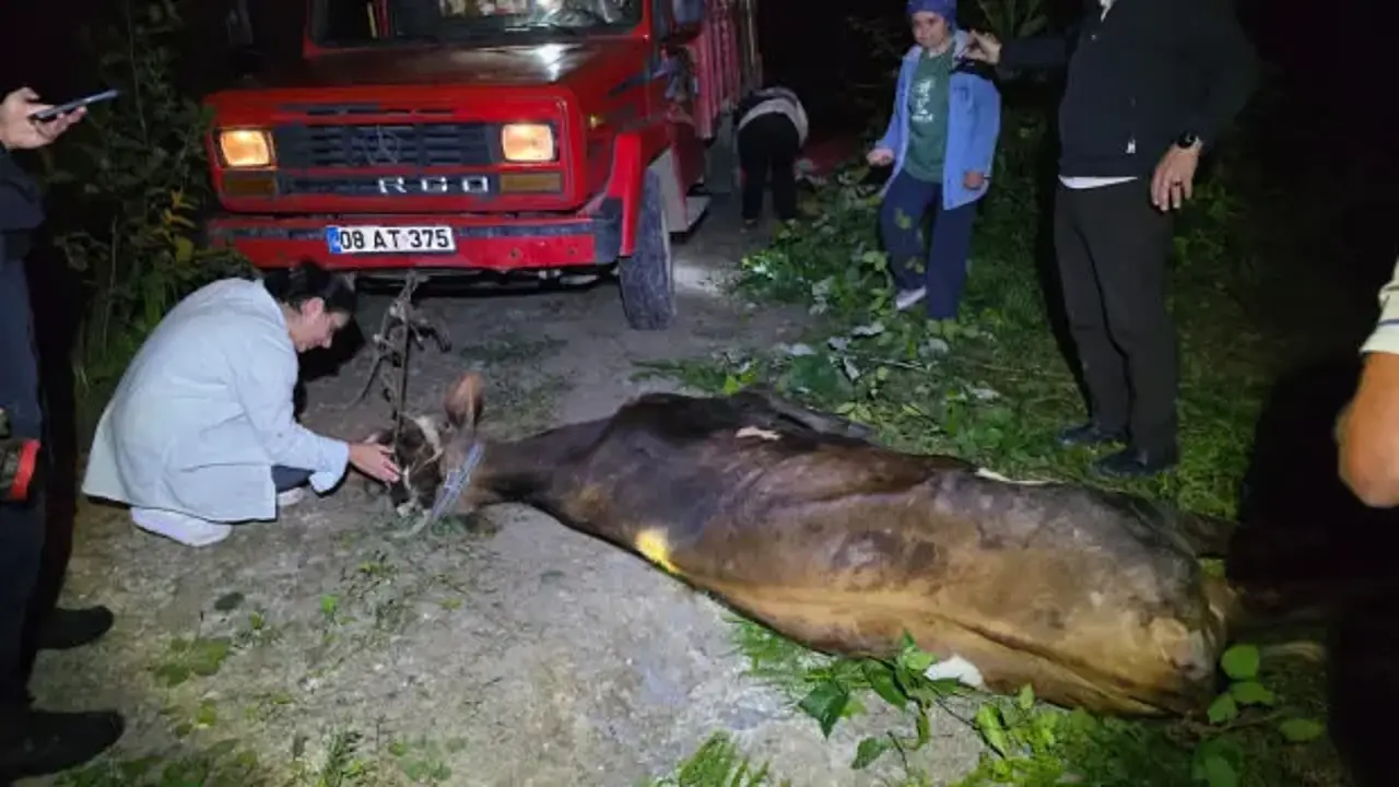 Artvin’de uçuruma yuvarlanan inek ekiplerin çabasıyla kurtarıldı