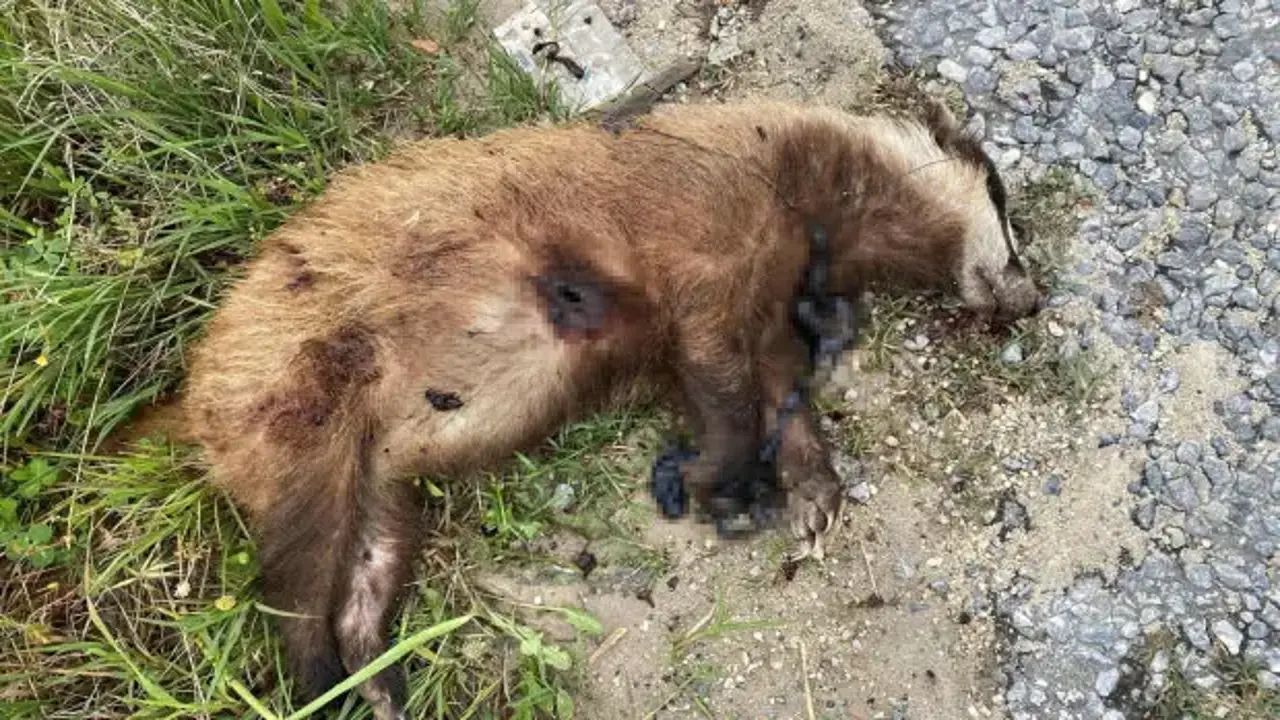 Aydın'da nesli tükenmekte olan Avrupa porsuğu silahla vurularak katledildi