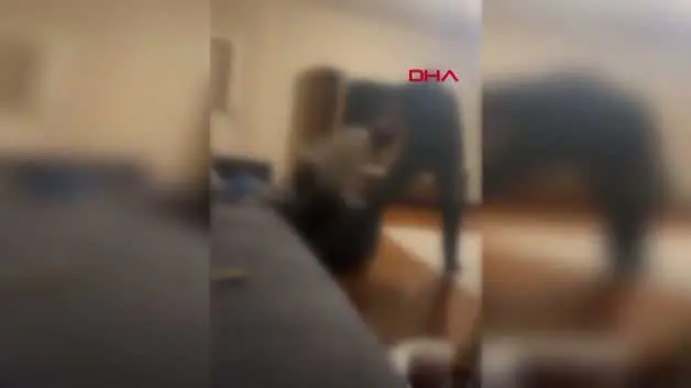 Ayşe Tokyaz'ın katili Cemil Koç'un birlikte yaşadığı kişiyi öldüresiye dövdüğü görüntüler ortaya çıktı