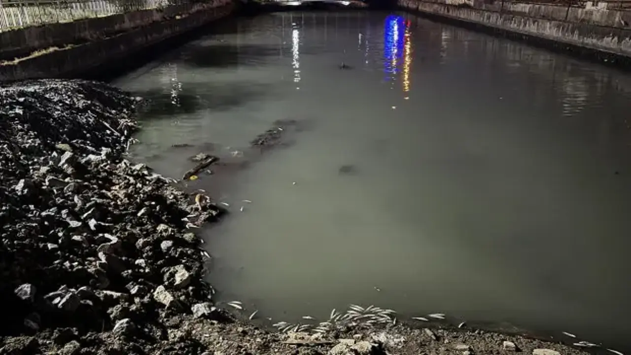 Bakırköy'de dere yatağında binlerce ölü balık bulundu