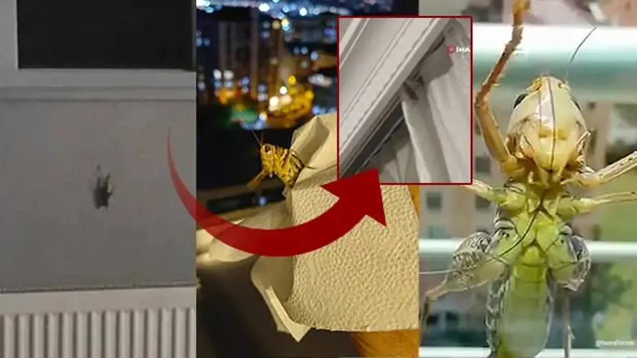 Balkanlardan geliyorlar! İstanbul'da alarm: Birçok ilçede görüldü, evlerin içlerine girdi!