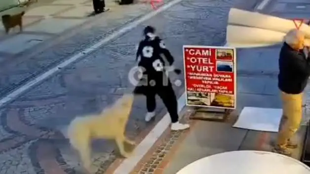 Başıboş köpek dehşeti: Elinden ve kalçasından ısırıldı