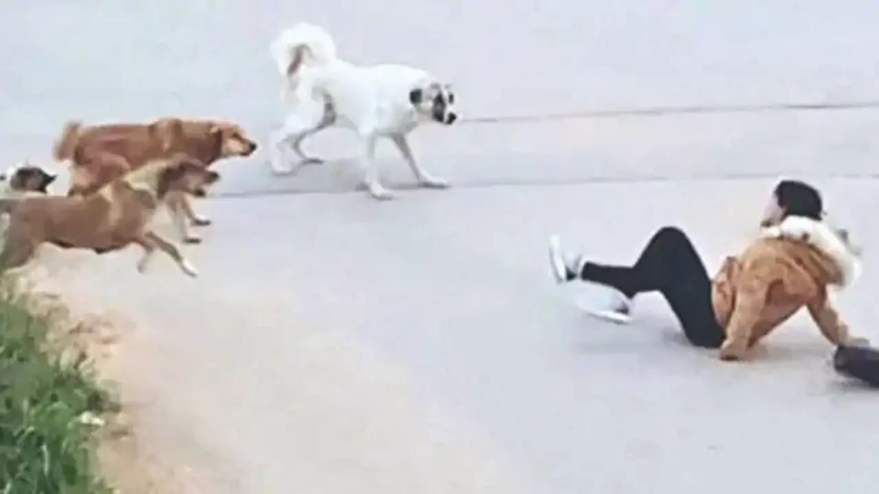 Başıboş sokak köpekleri için 'çözüm' çağrısı: 'Topluca itlaf edilmeliler'
