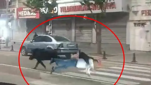 Batman'da şehir merkezine inen yaban domuzu önüne çıkan 3 kişiyi yaraladı