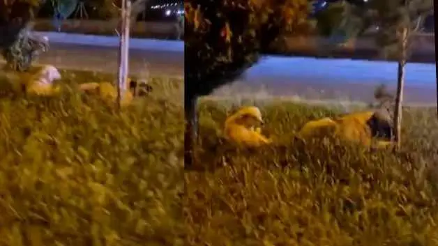 Batman'da zararsız dediği sokak köpeklerinin saldırısına uğradı