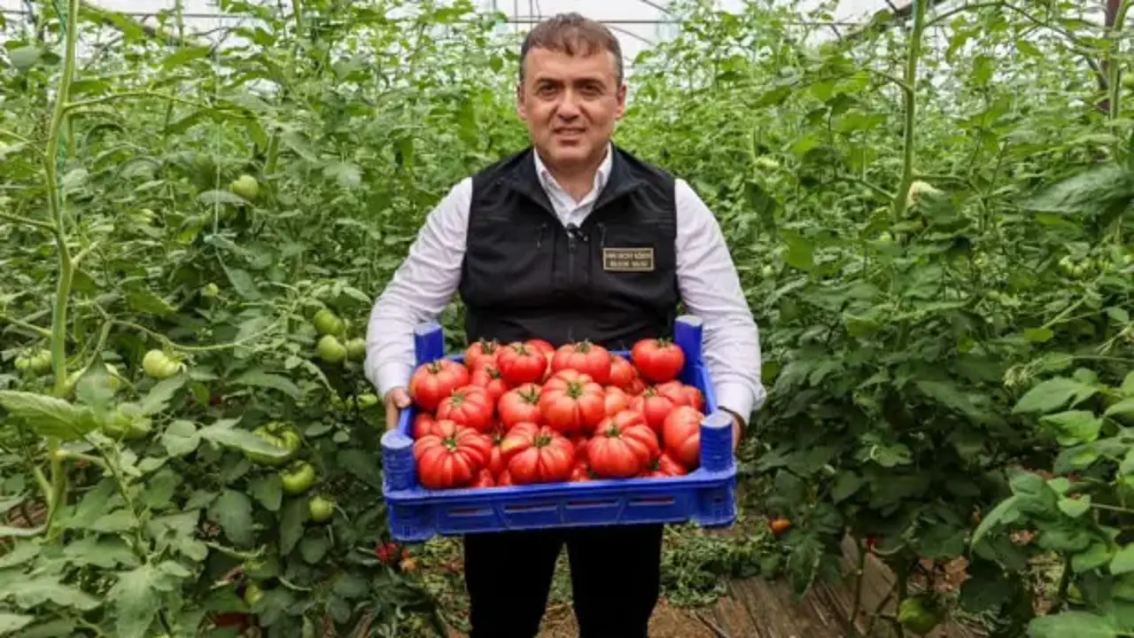 Bilecik'te örtü altı domates hasadı başladı