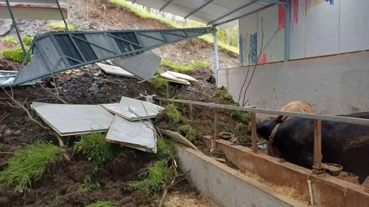 Bilecik'te toprak kayması! 3 büyükbaş hayvan telef oldu