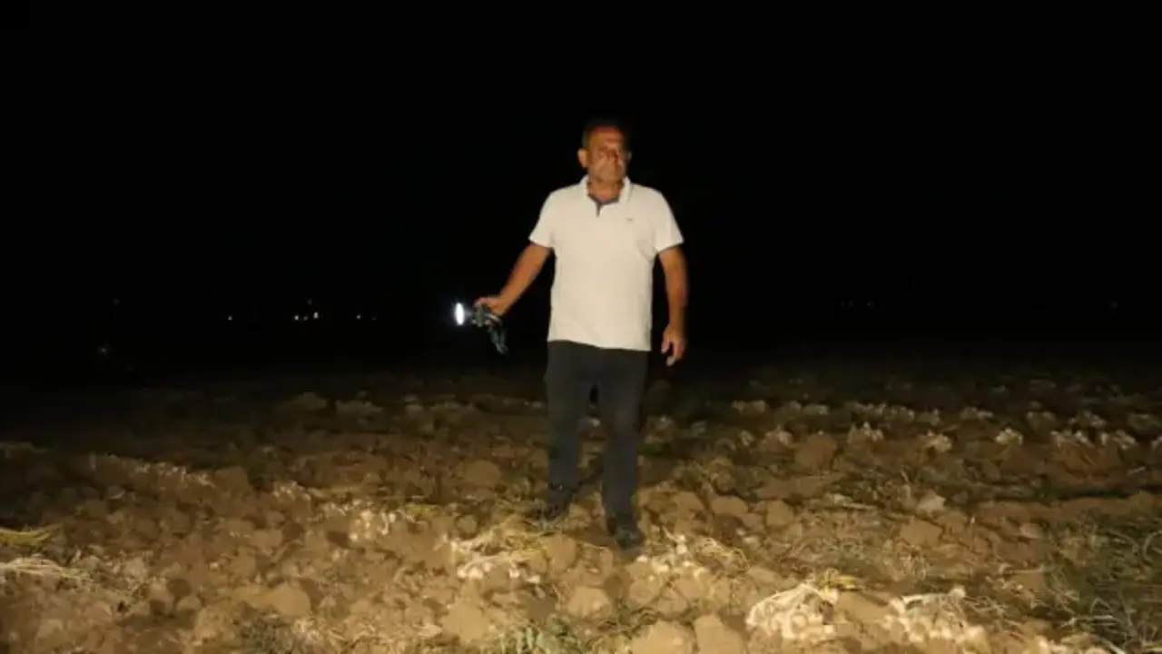 Bir yıllık emekleri için sabaha kadar tarlada bekliyorlar