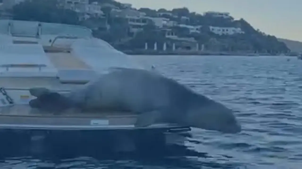 Bodrum'da Akdeniz foku sürprizi: Motoryatta güneşlendi