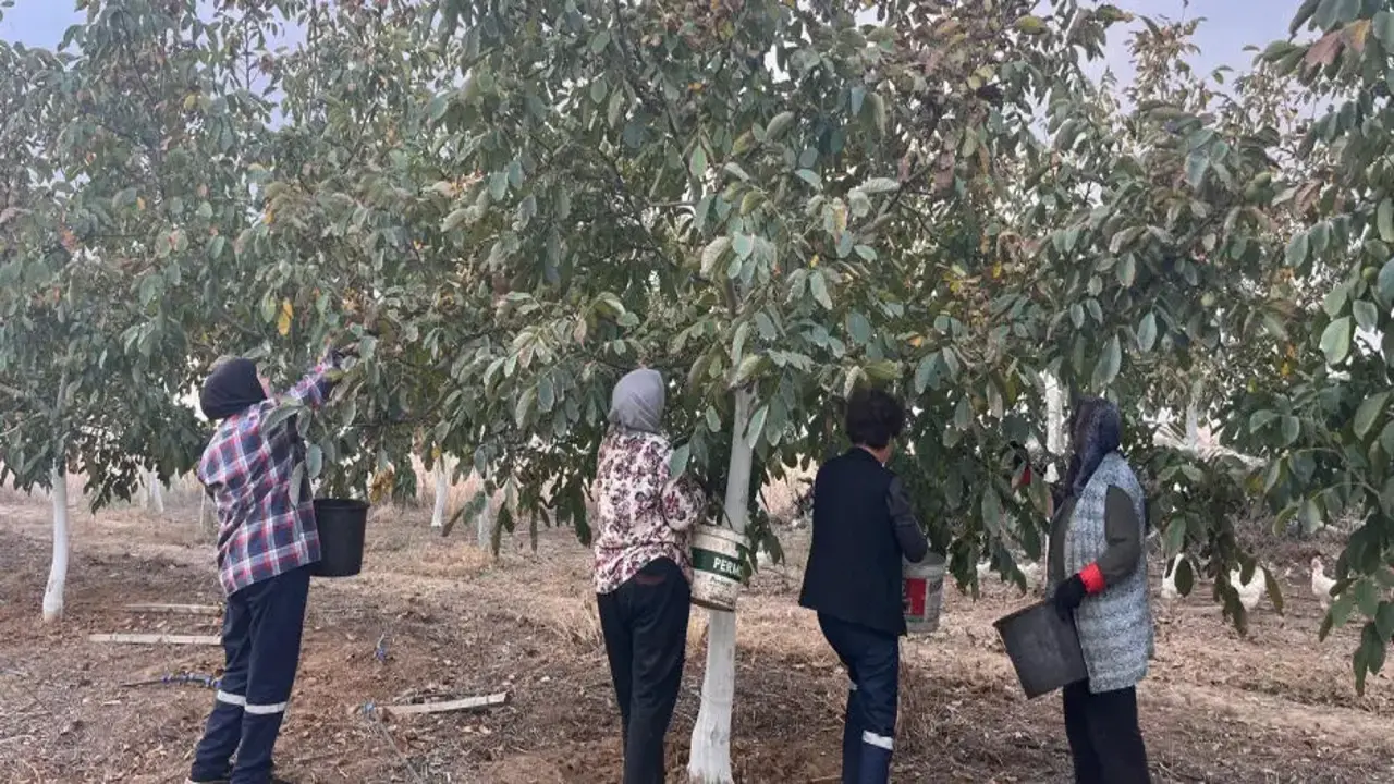 Bu bahçede asıl sürpriz birkaç yıl sonra! Tonlarca ürün bekliyor!