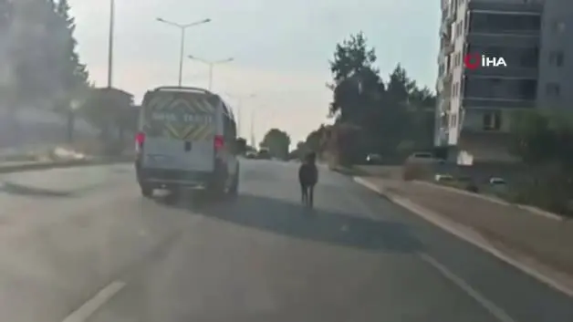 Bursa'da ana yola çıkan başıboş at trafiği birbirine kattı