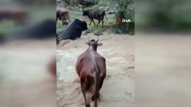 Büyükbaş hayvanlar akıntıyla mücadele etti!