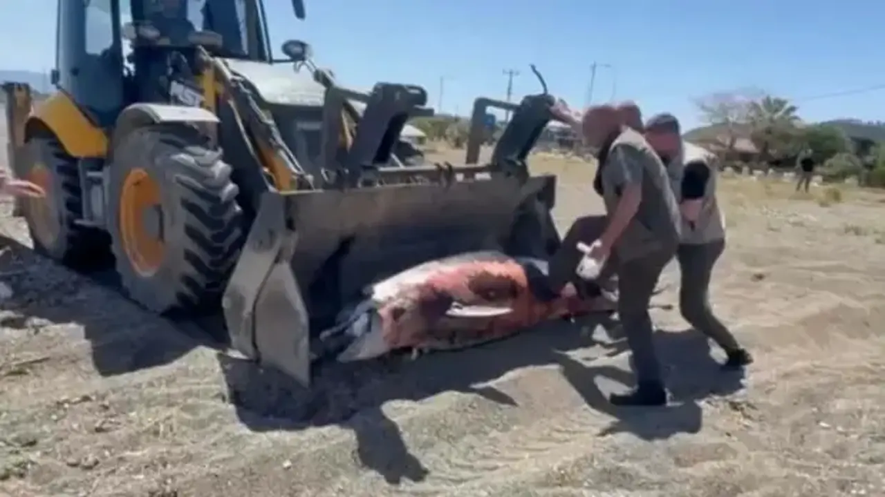 Çanakkale'de sahile ölü yunus vurdu