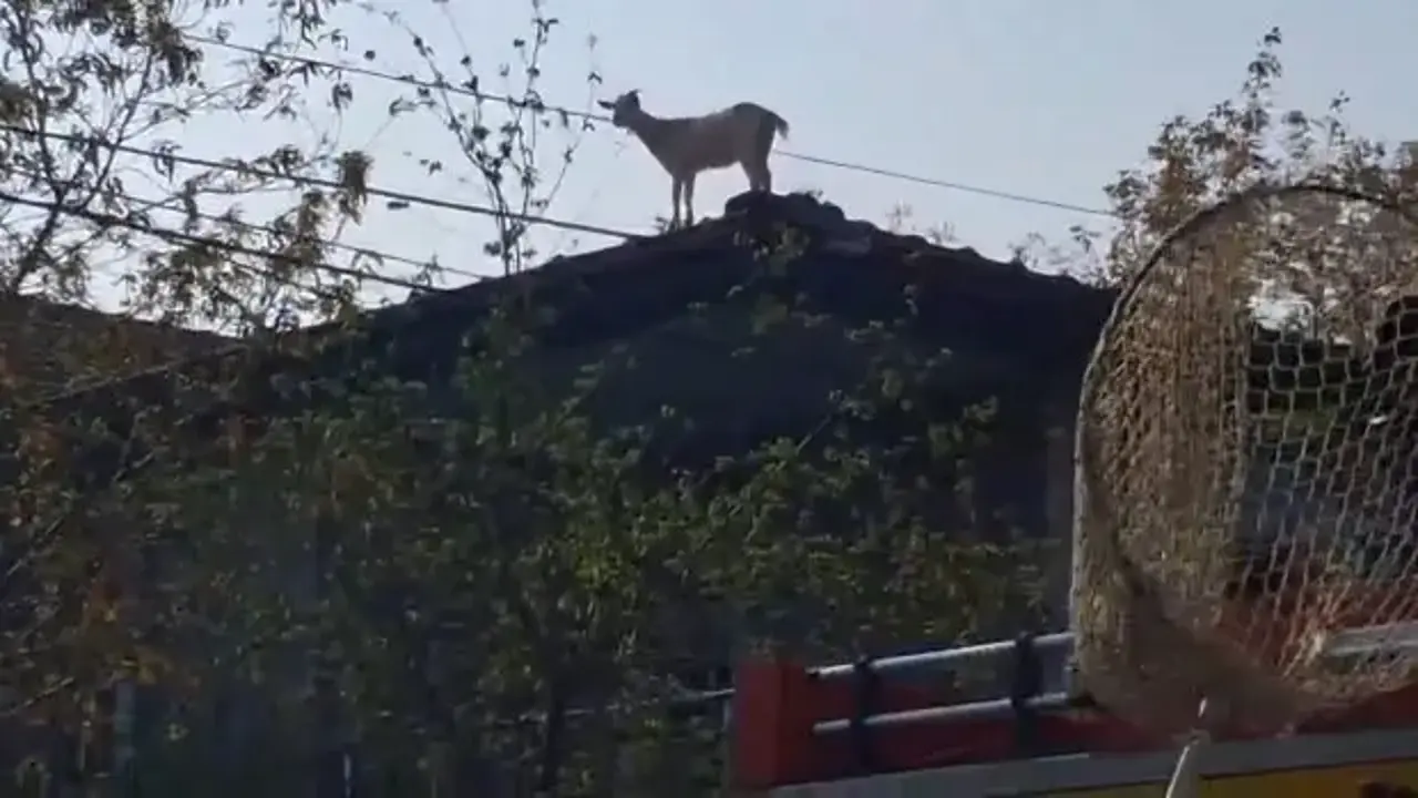 Çatıya çıkan keçiyi itfaiye kurtardı