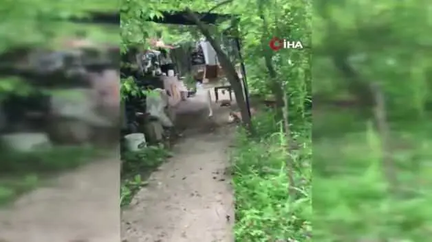 Ceviz bulamayınca kabı yere fırlattı: Sincap ile vatandaşın diyaloğu gülümsetti