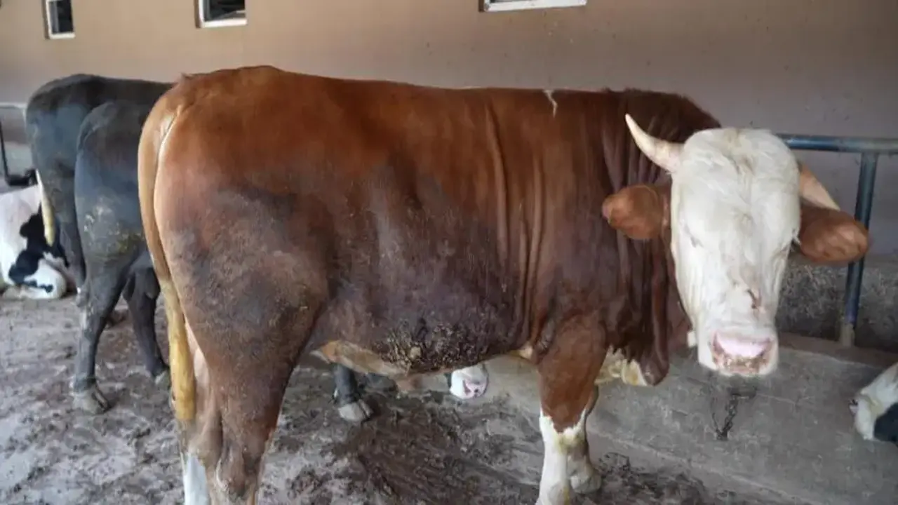 Çiftliğin gözdesi 1 ton 300 kiloluk tosun oldu