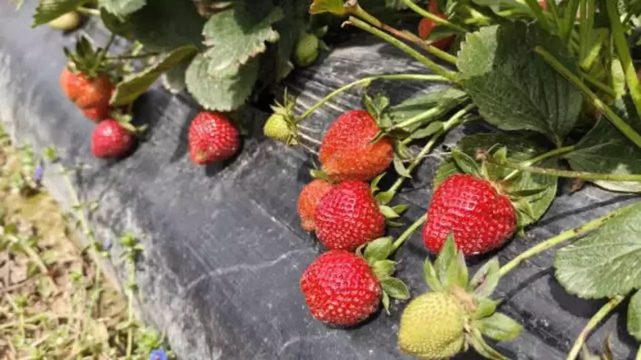 Çilek hasadı başladı: Kilosu 65 lira!