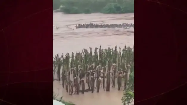 Çin'de sel felaketinde yılan çiftliği yıkılınca 900 yılan kaçtı, işte o anlar