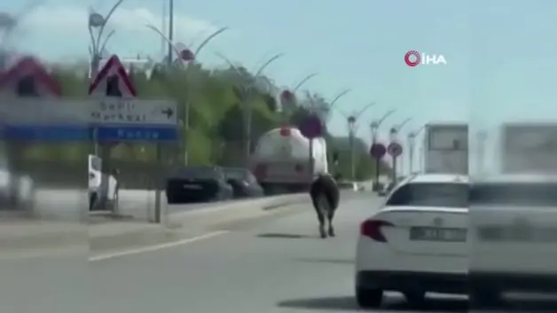 Dana kaçtı, vatandaş kovaladı: Kurbanlık, Ankara trafiğini birbirine kattı