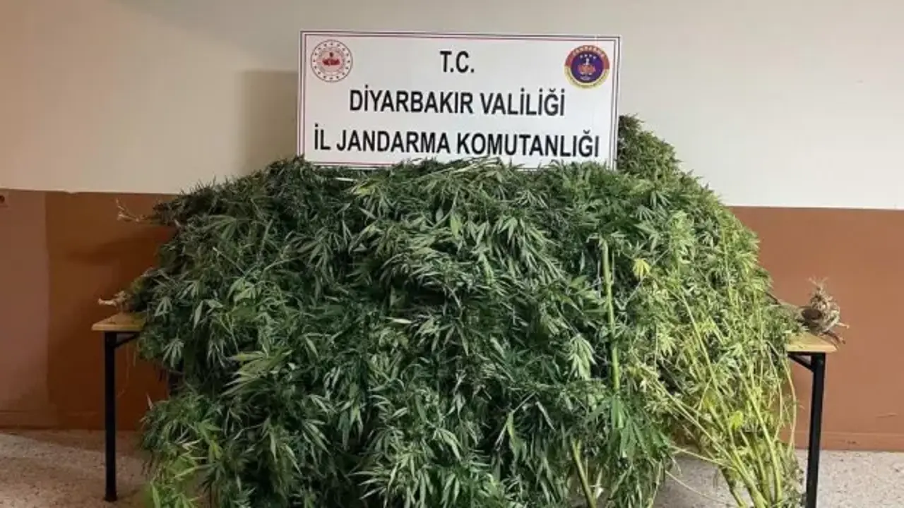 Diyarbakır'da 57 bin 700 kök kenevir ele geçirildi