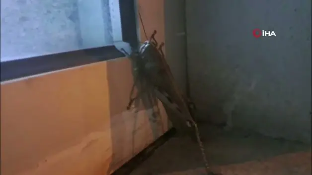 Diyarbakır'da dev etçil çekirgenin boyutu şaşkınlık yarattı