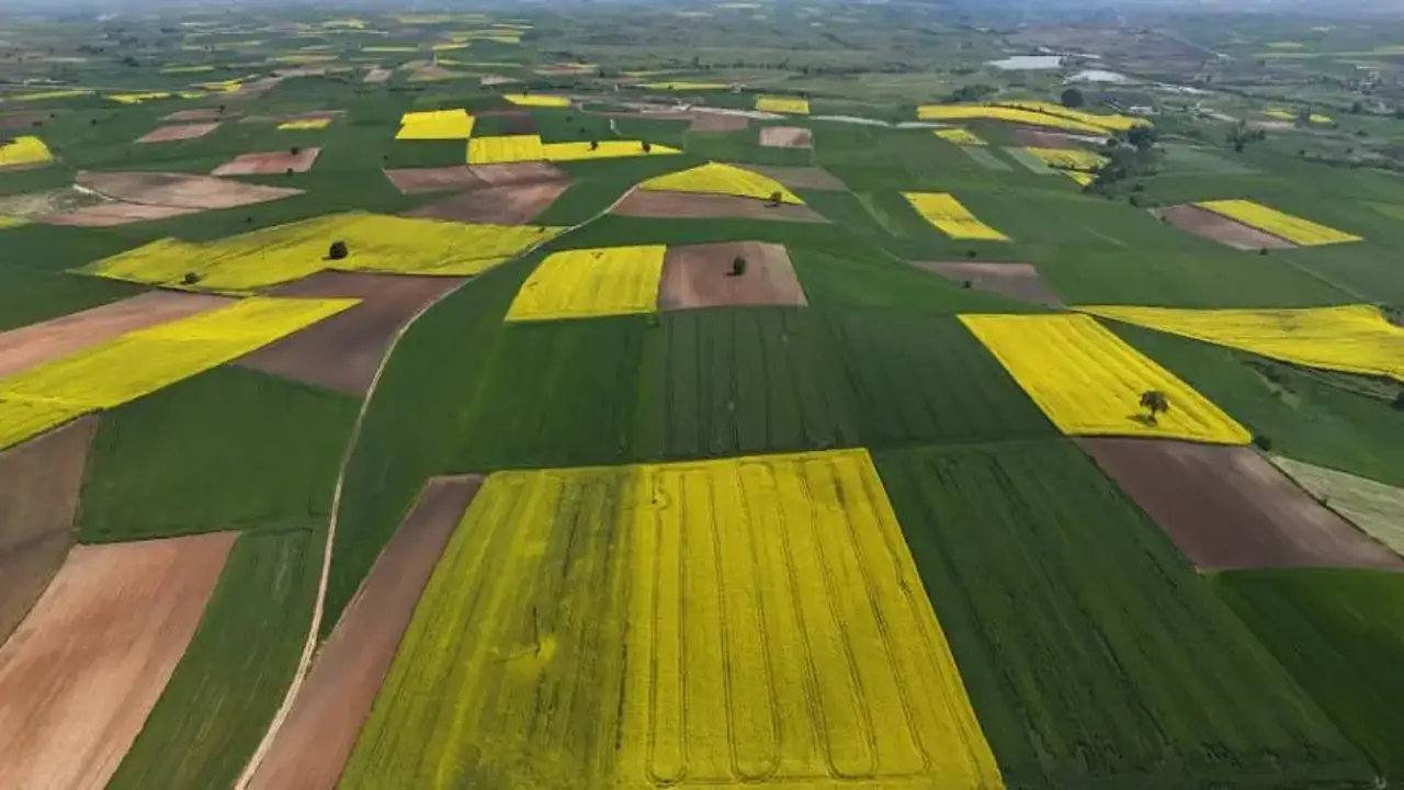 Edirne'de kanola tarlaları sarıya büründü