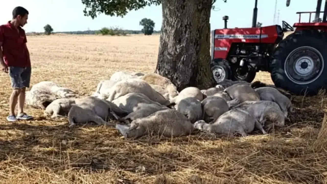 Edirne’de yıldırım düşen ağacın altındaki 30 koyun öldü