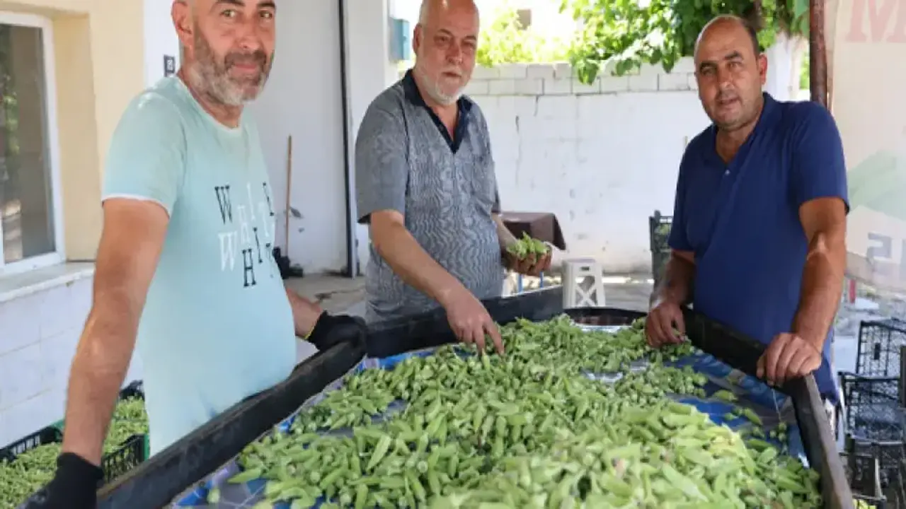 Eklem ağrısı olan bundan yiyor: Hasadı başladı, kilosu 200 lira!