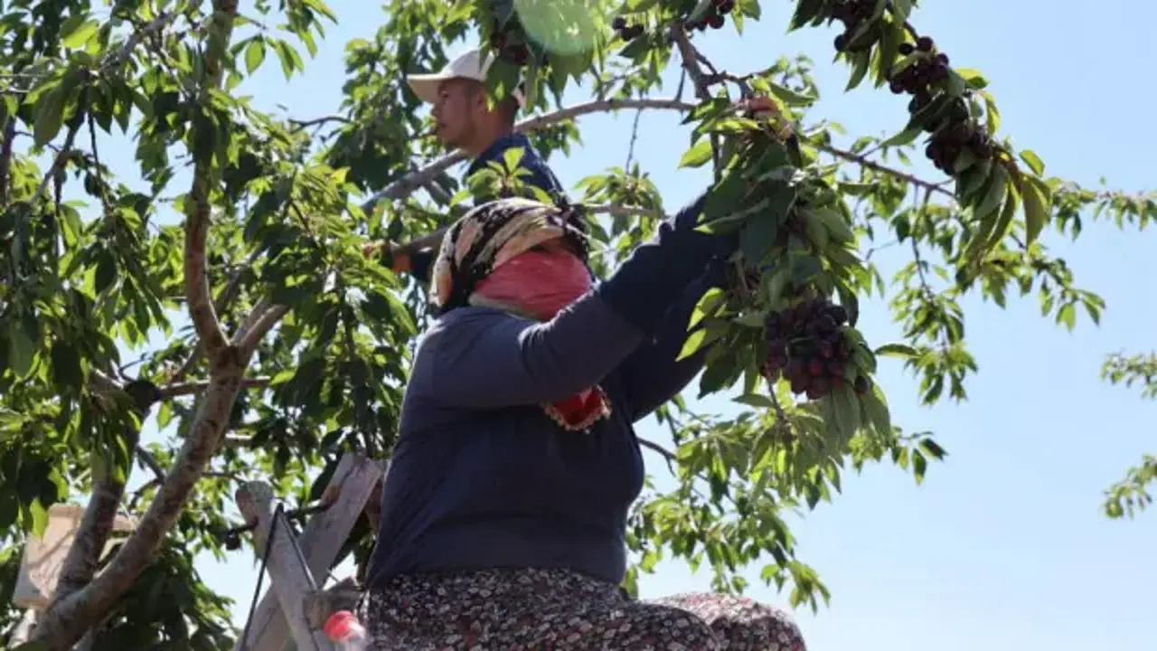 Elazığ'da 7 bin dekar alanda kiraz hasadı devam ediyor
