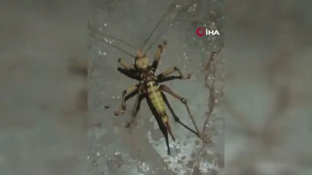 Elazığ’da et yiyen dev çekirge görenleri şaşırttı