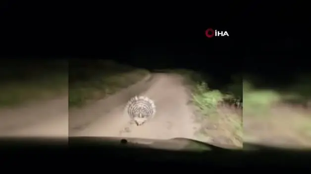 Elazığ’da nesli tükenme tehlkesi altındaki oklu kirpi görüntülendi