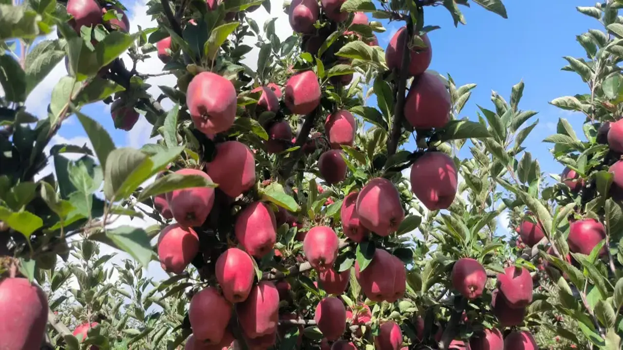 Elmada hasat başladı: Kilosu 2,5 liraya kadar düşüyor! Hedef 20 bin ton!