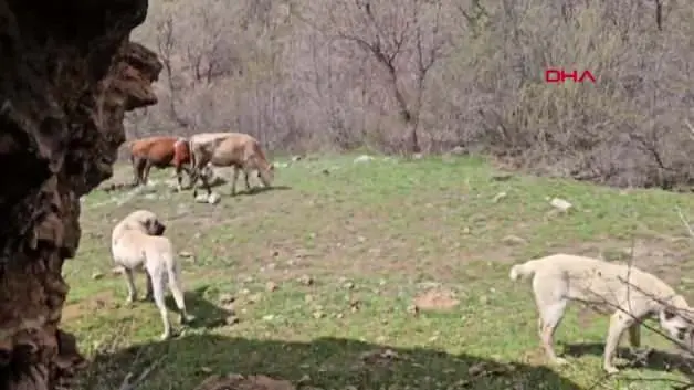 Erzincan'da çobanın teknolojik çözümü: Sürüye yaklaşan ayıları dronla kovaladı