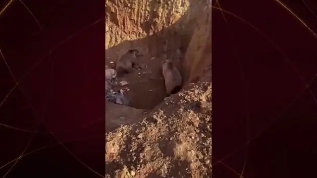 Erzurum’da şaşırtan olay! 2 ayı ve 3 köpek aynı kuyuya düştü
